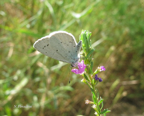 licenidae per identificare